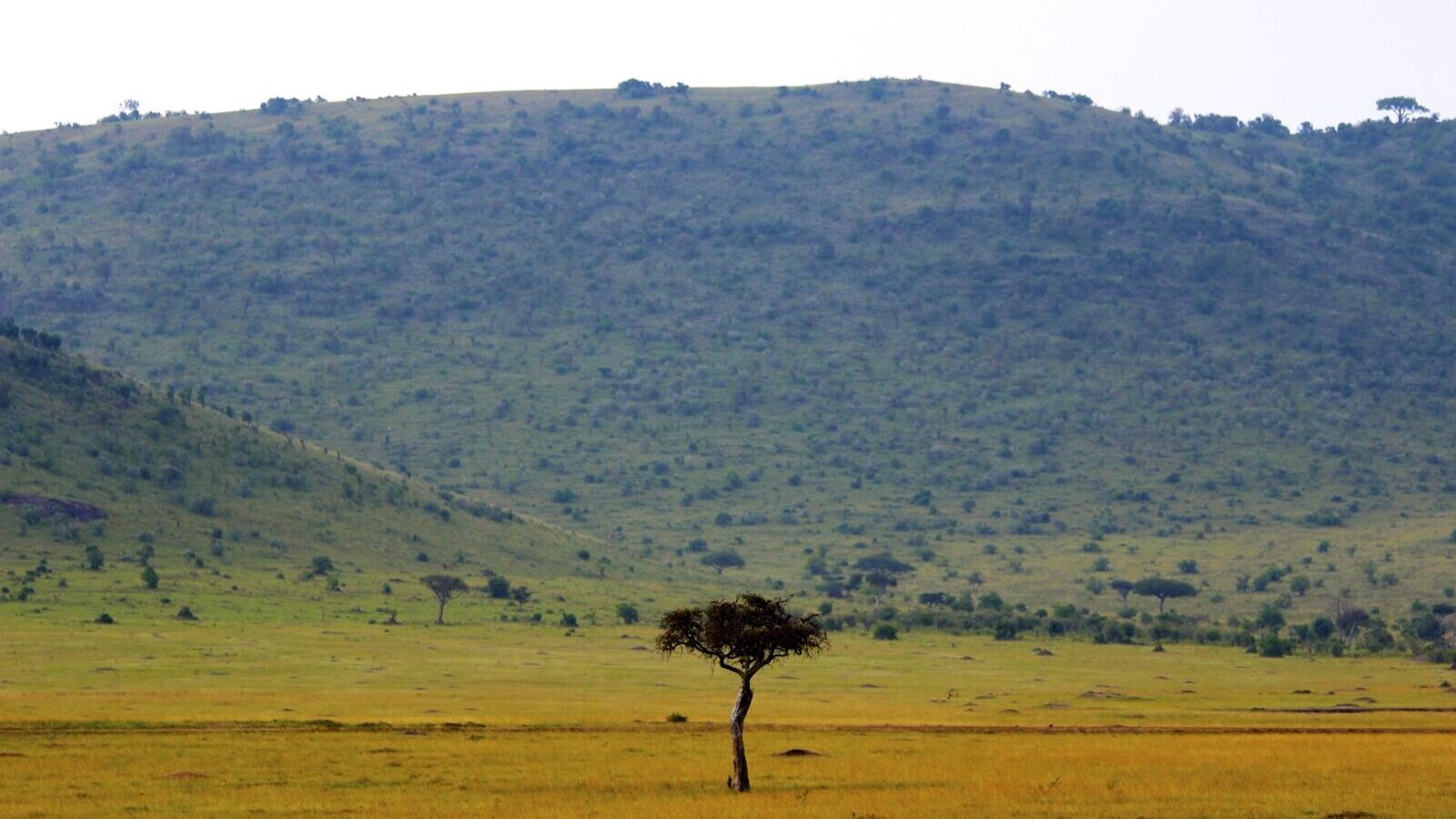 A flat-topped acacia standing alone on dry savanna grassland at low sun