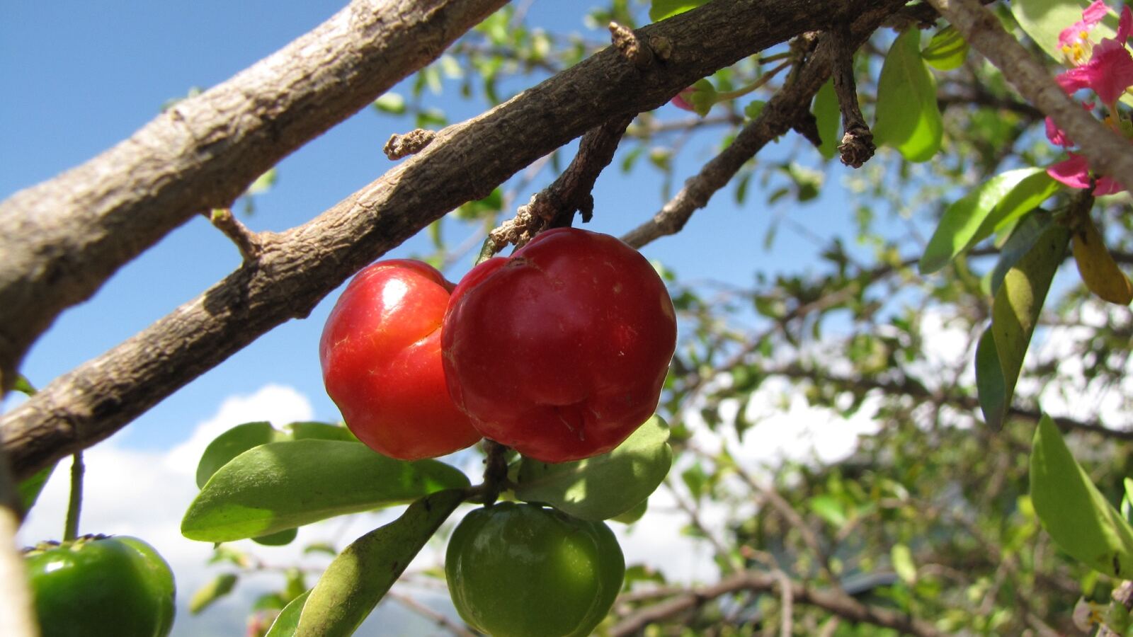 Bright red acerola cherries hanging among glossy green leaves