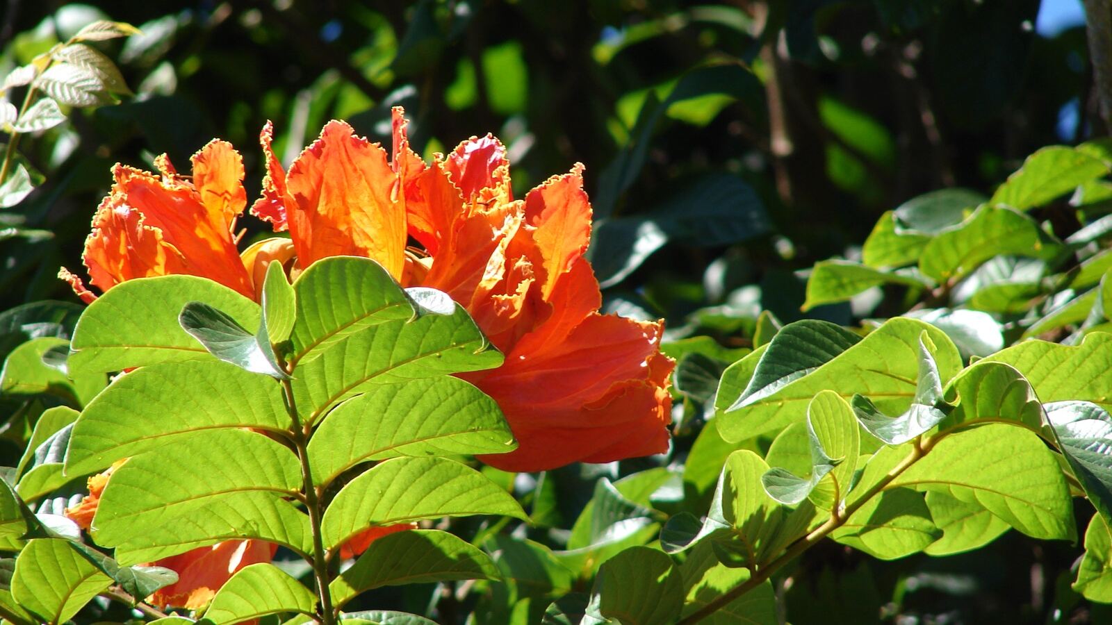 African tulip tree crowned with clusters of large scarlet-orange flowers