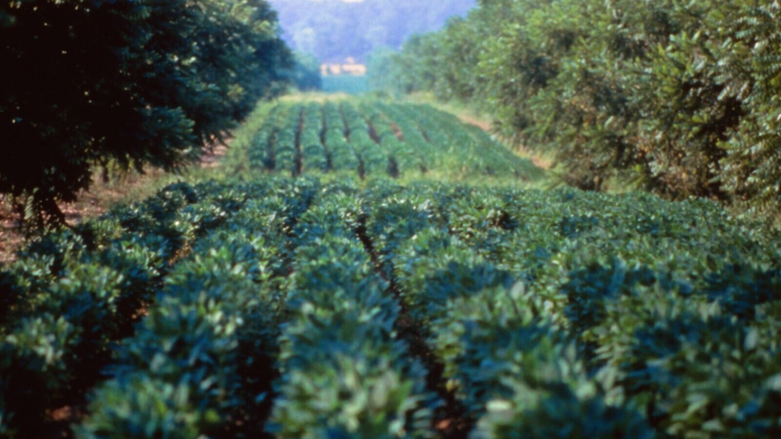 Rows of young trees running through an arable field with a cereal crop growing between them