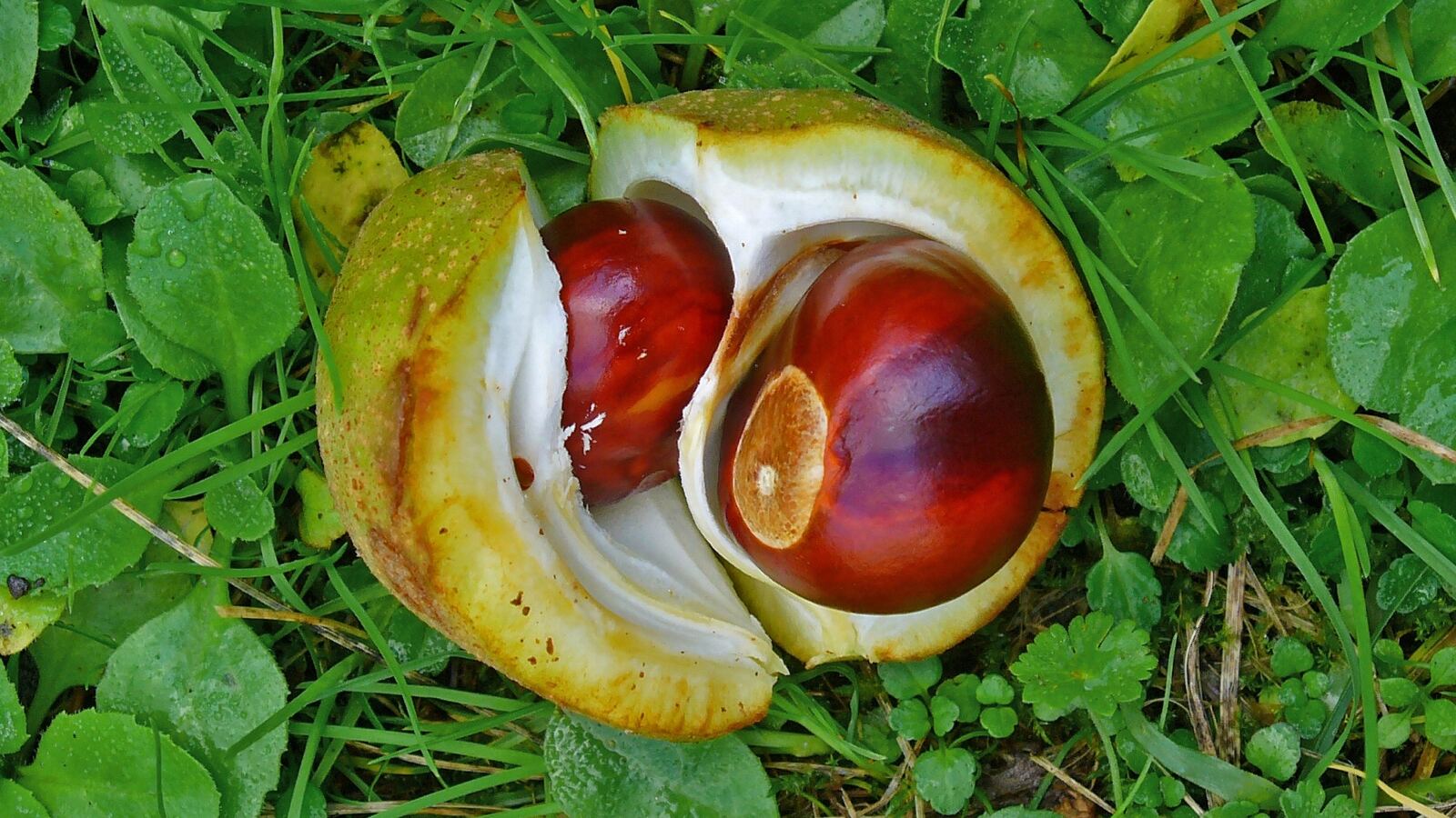 A shiny brown buckeye nut with its pale eye-like scar beside spiny husks