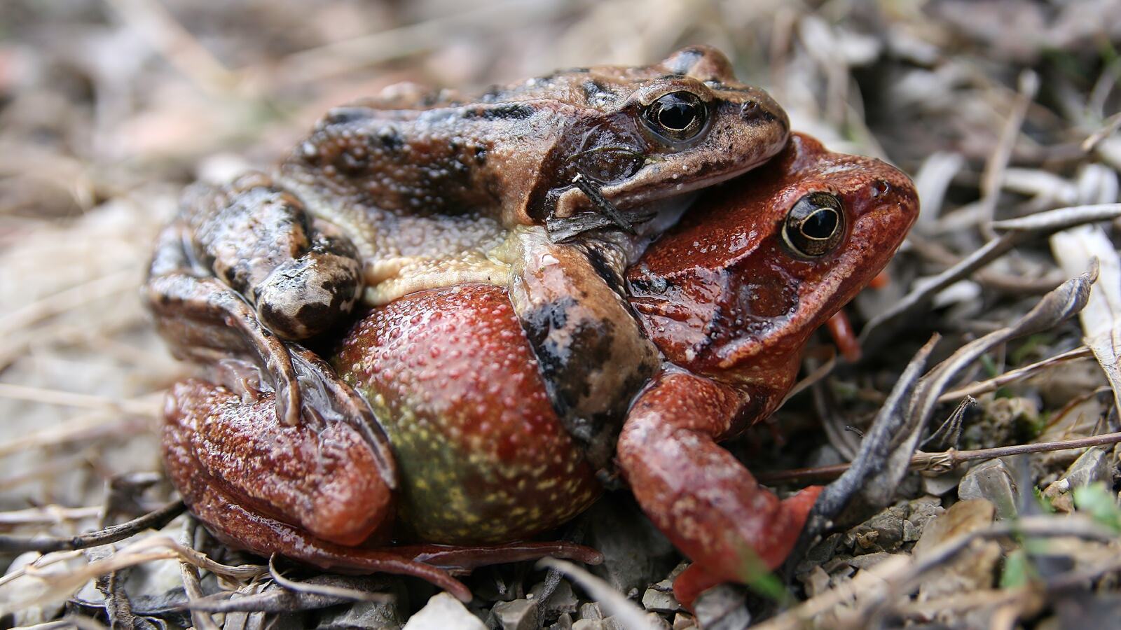 A common frog among damp vegetation at the edge of a garden pond