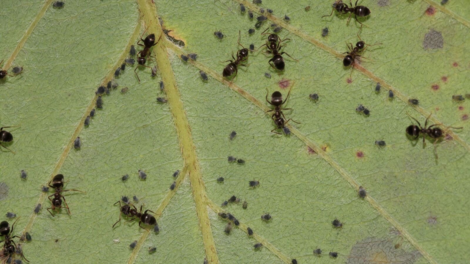 Ants tending a colony of aphids on a plant stem