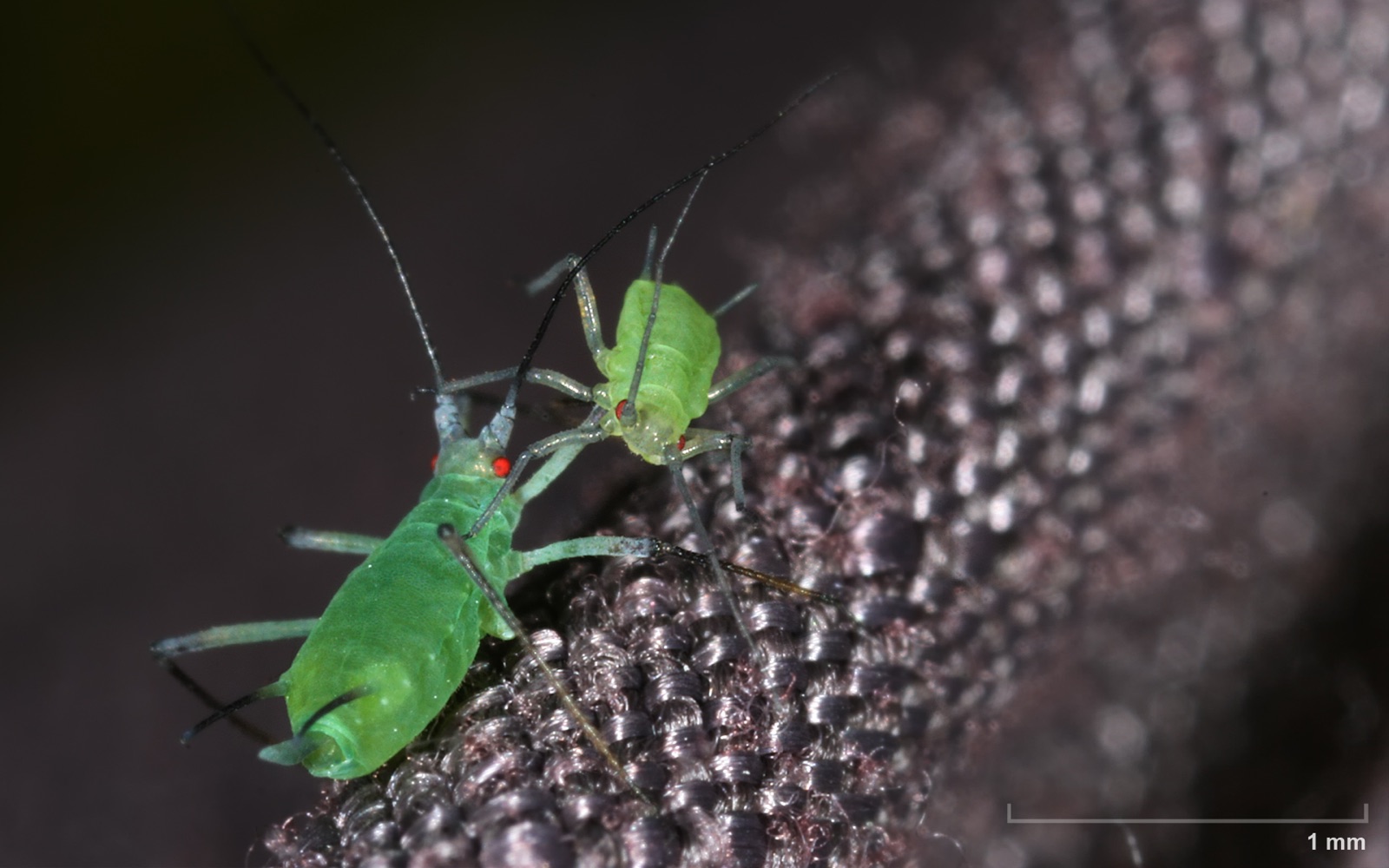 A cluster of green aphids on the underside of a curled leaf with a ladybird larva approaching
