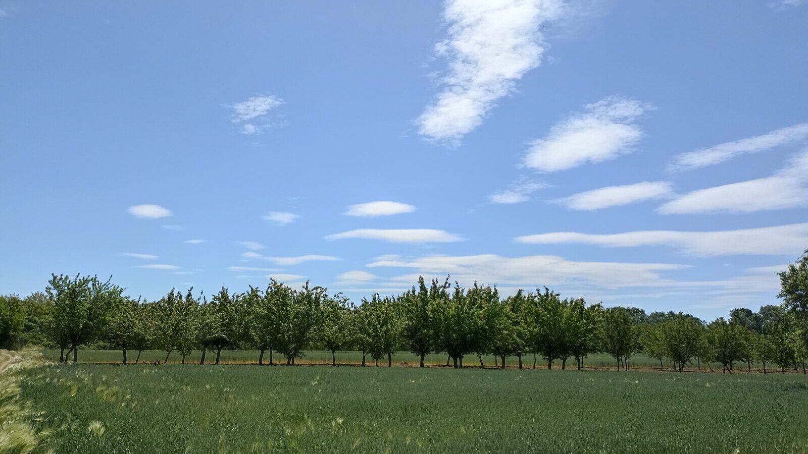Ripening apples on a trained tree in a mixed orchard