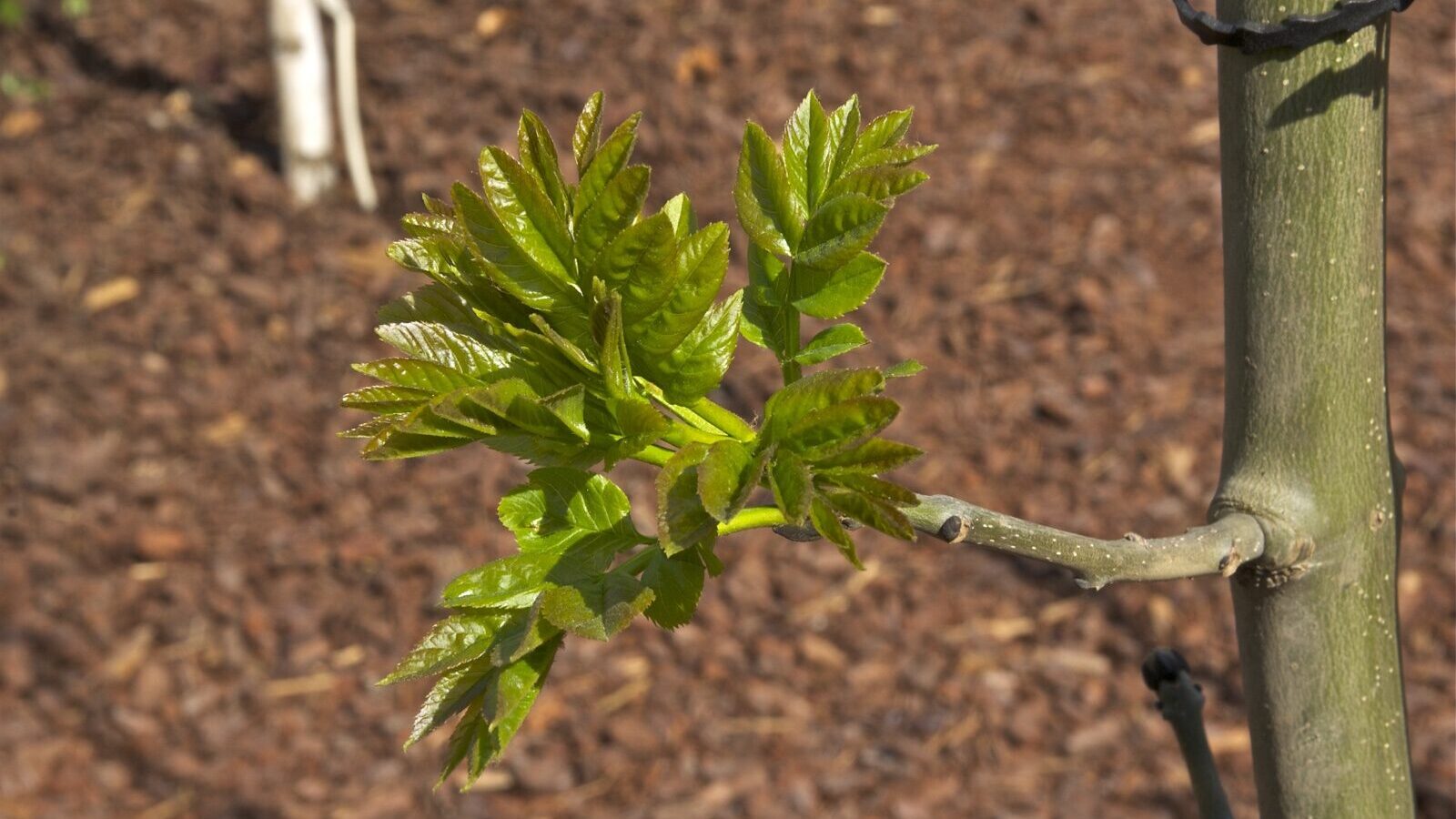 An ash tree with characteristic pinnate leaves and thinning crown showing early dieback