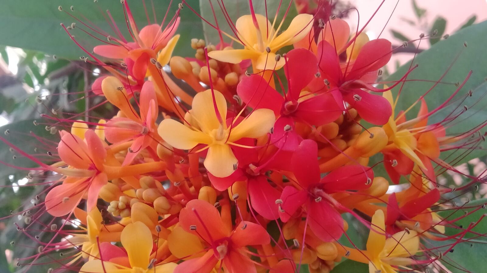 Ashoka tree with dense clusters of orange-red flowers among glossy drooping leaves