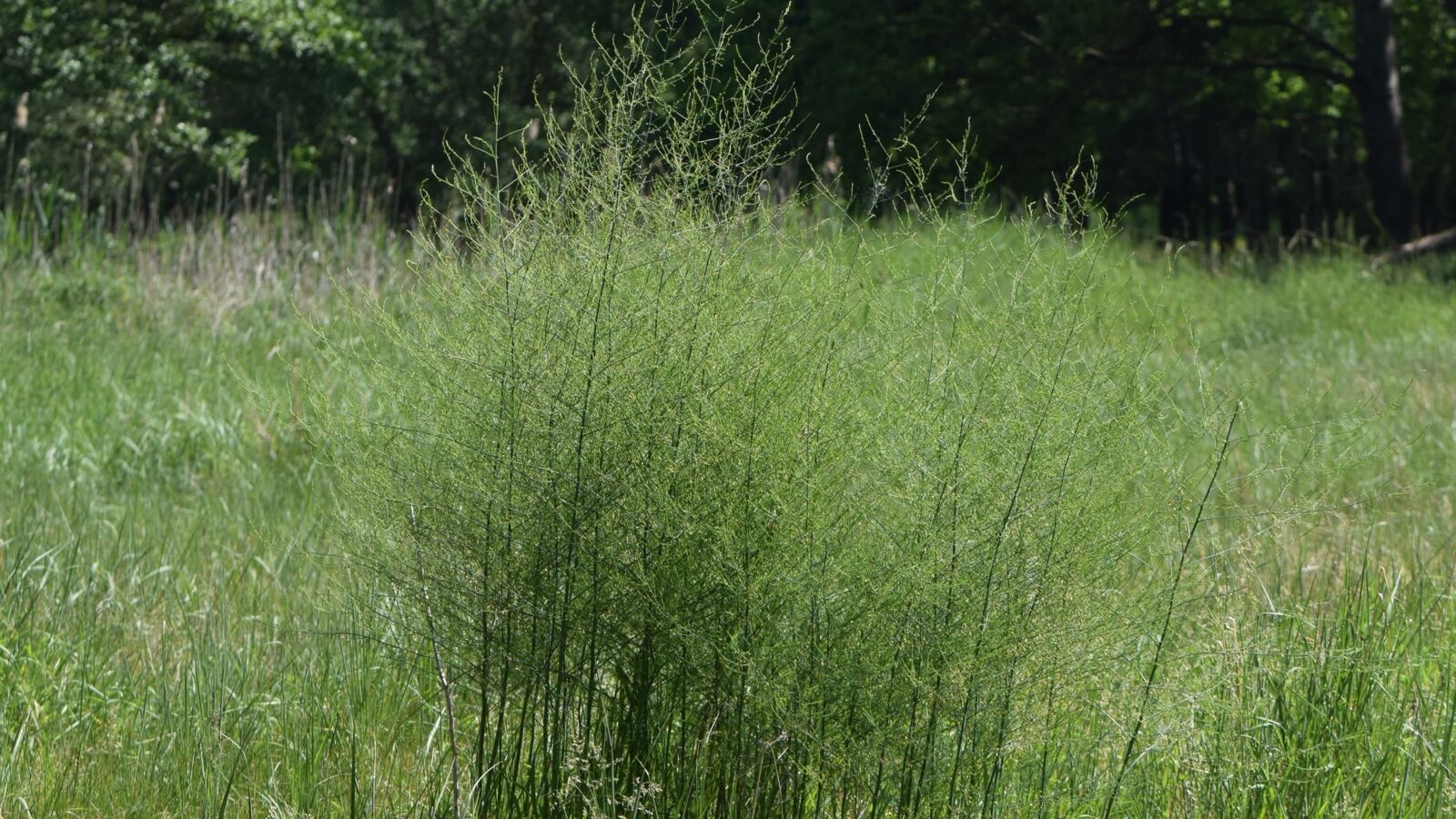 Asparagus spears emerging from a raised bed with ferny growth behind
