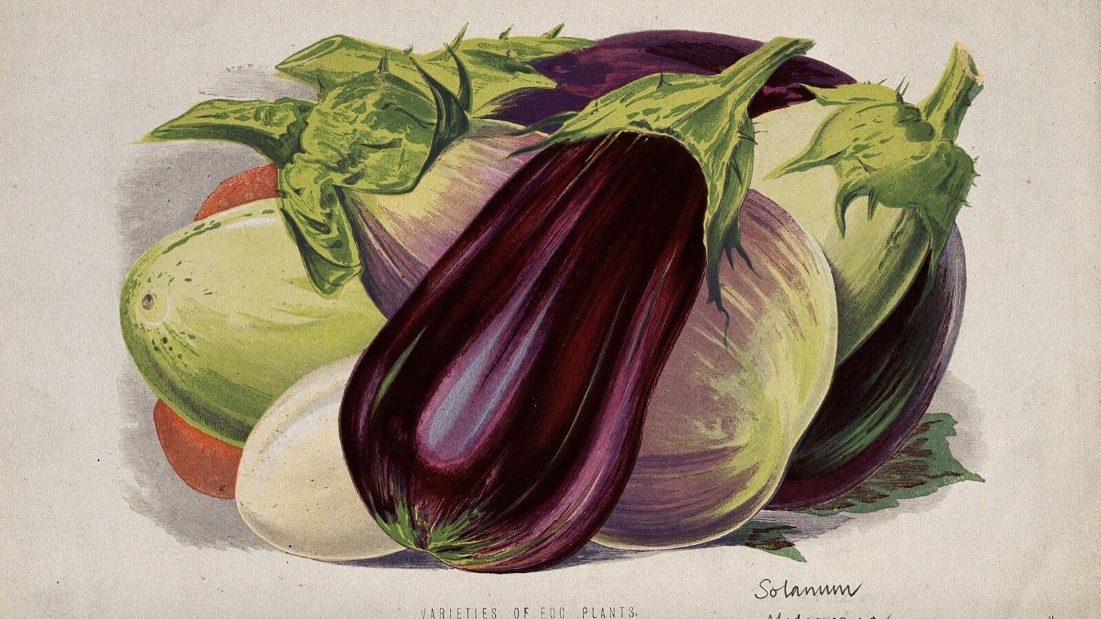 A ripening purple aubergine on the plant beside young okra pods