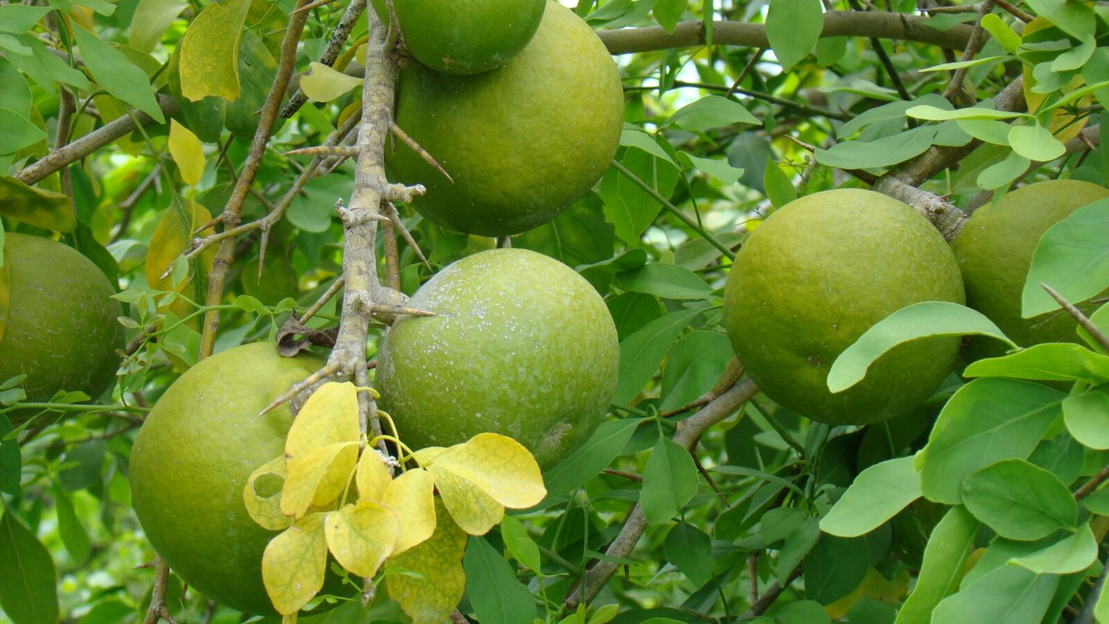 Round hard-shelled bael fruit on a tree with trifoliate leaves