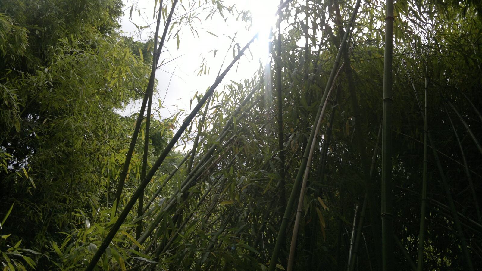 A dense grove of tall bamboo culms with light filtering through the canopy