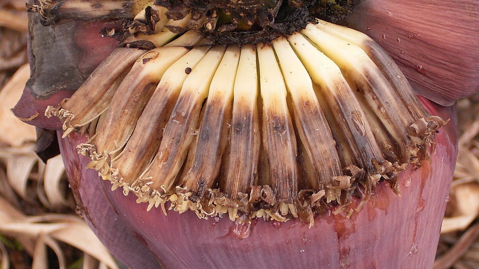 A banana plant with a developing bunch and a sucker growing at its base