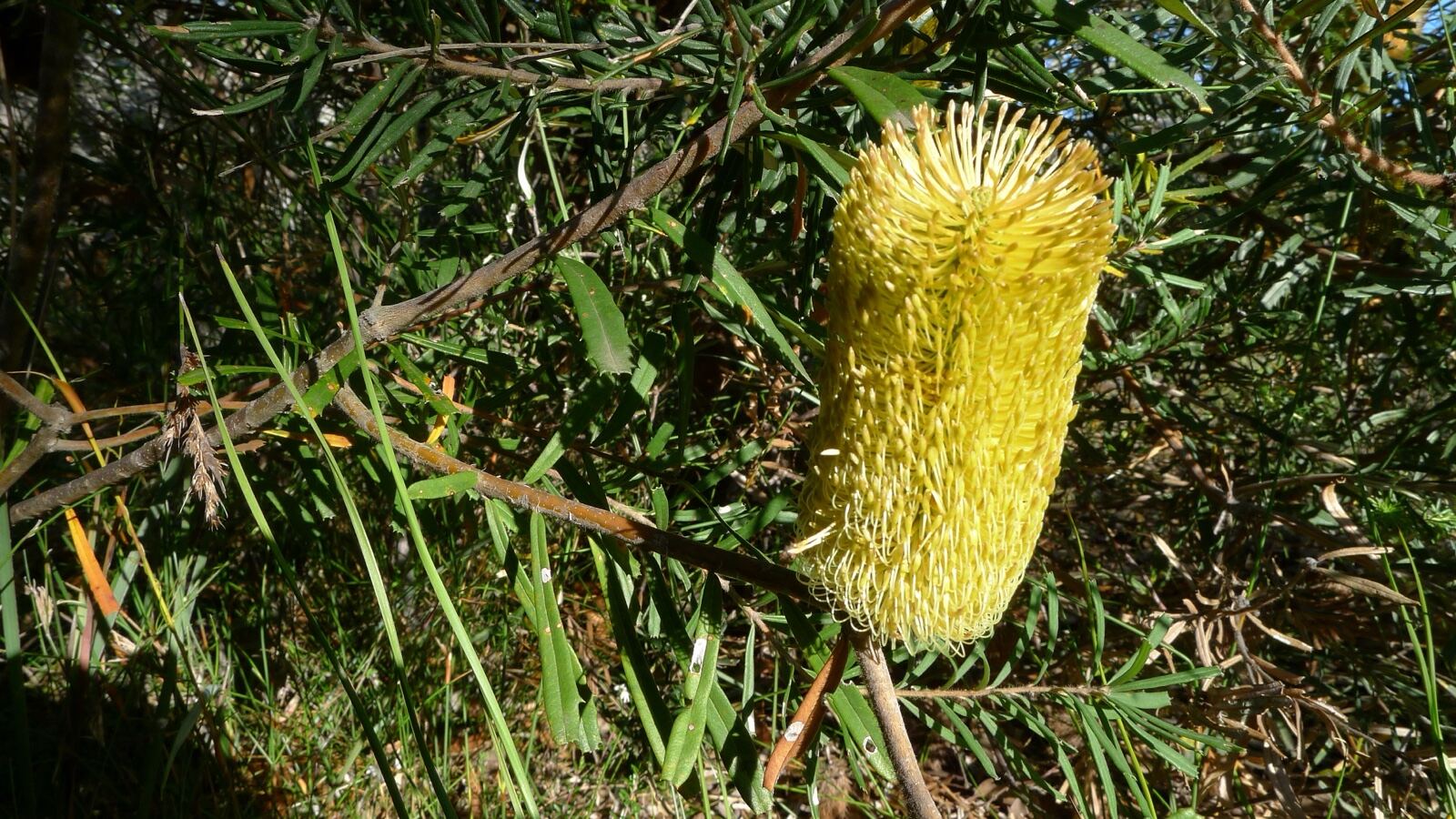 A yellow cylindrical banksia flower spike among stiff serrated leaves