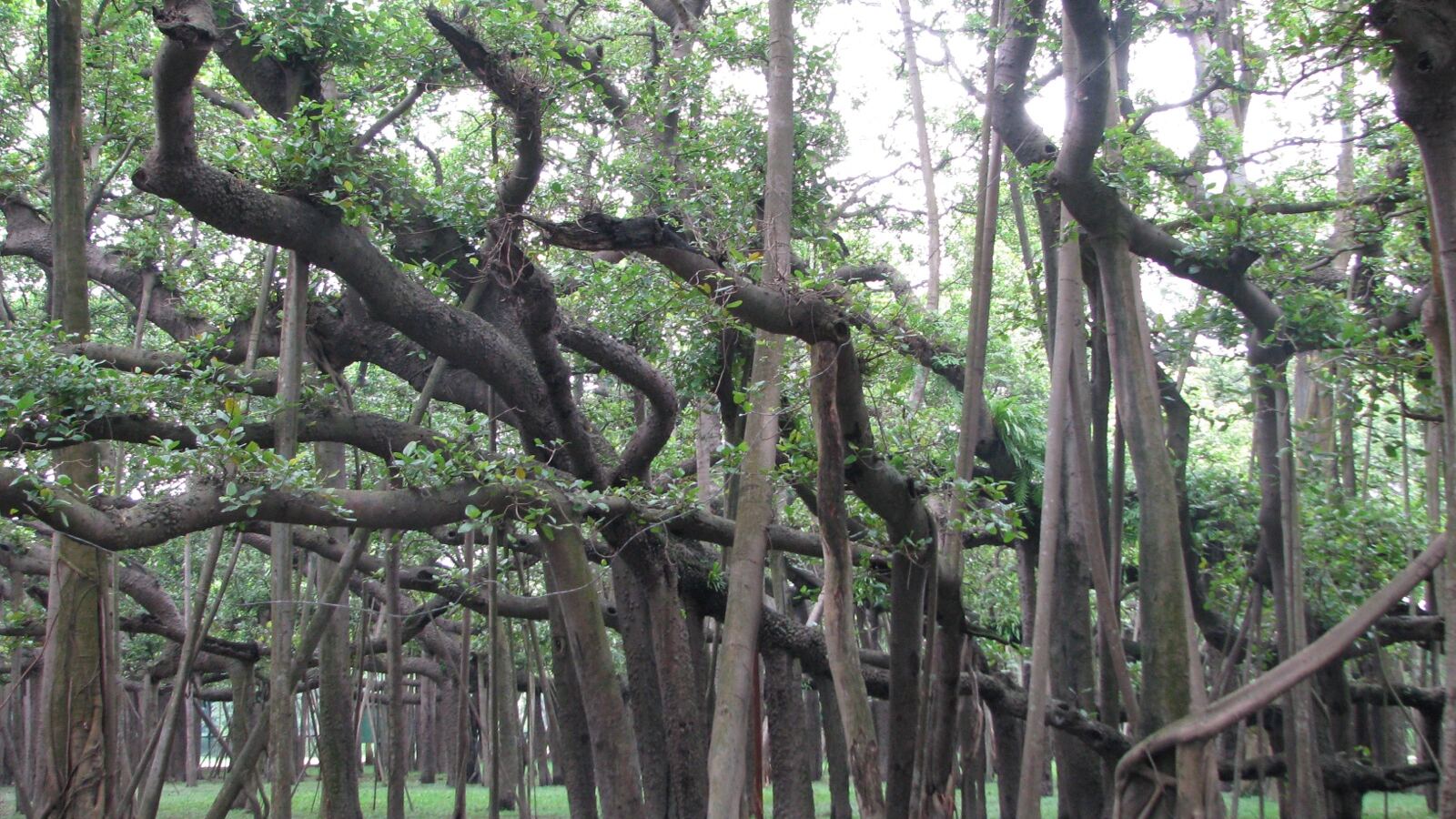 A banyan with a maze of aerial prop roots descending from spreading branches