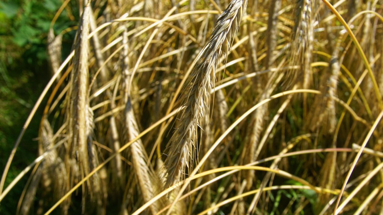 Ripe barley with long awns catching the light in a field