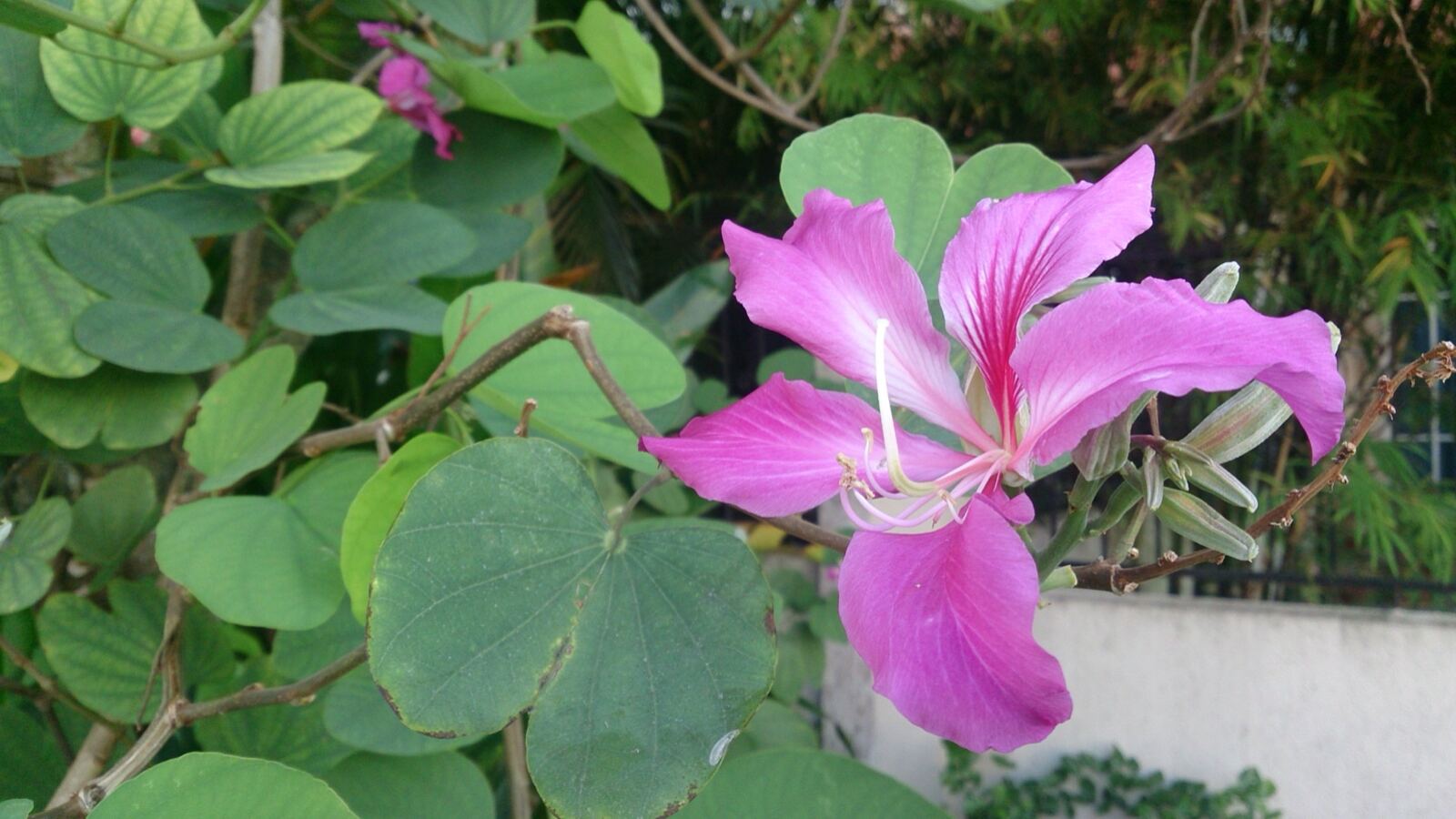 Bauhinia orchid tree with pink orchid-like flowers and bilobed leaves
