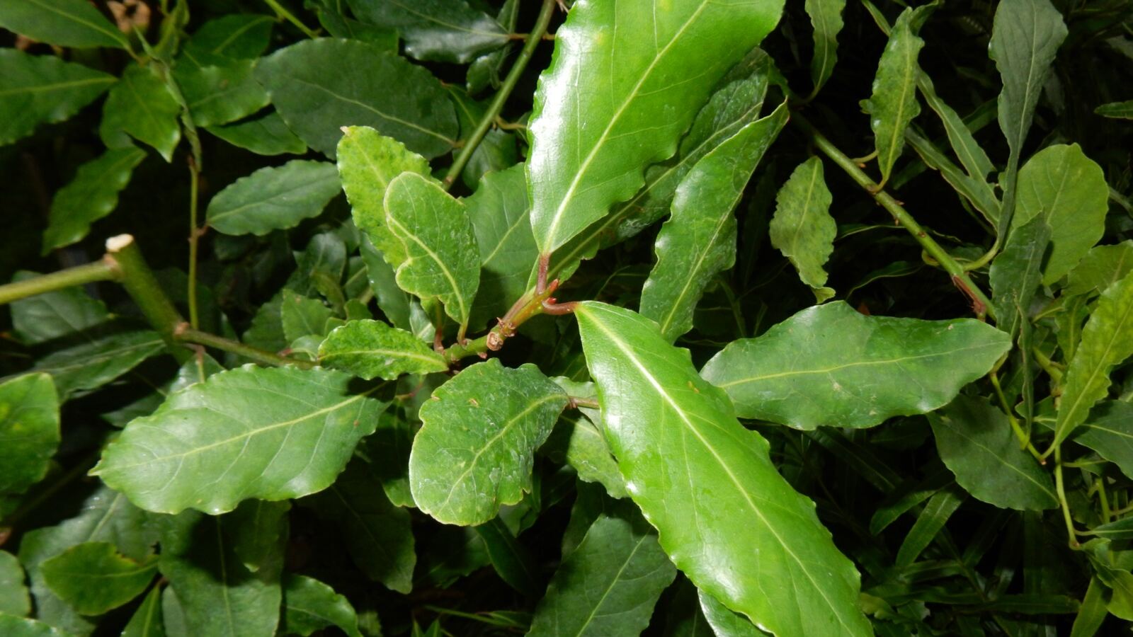 Glossy dark green leaves of a bay laurel with small clusters of berries