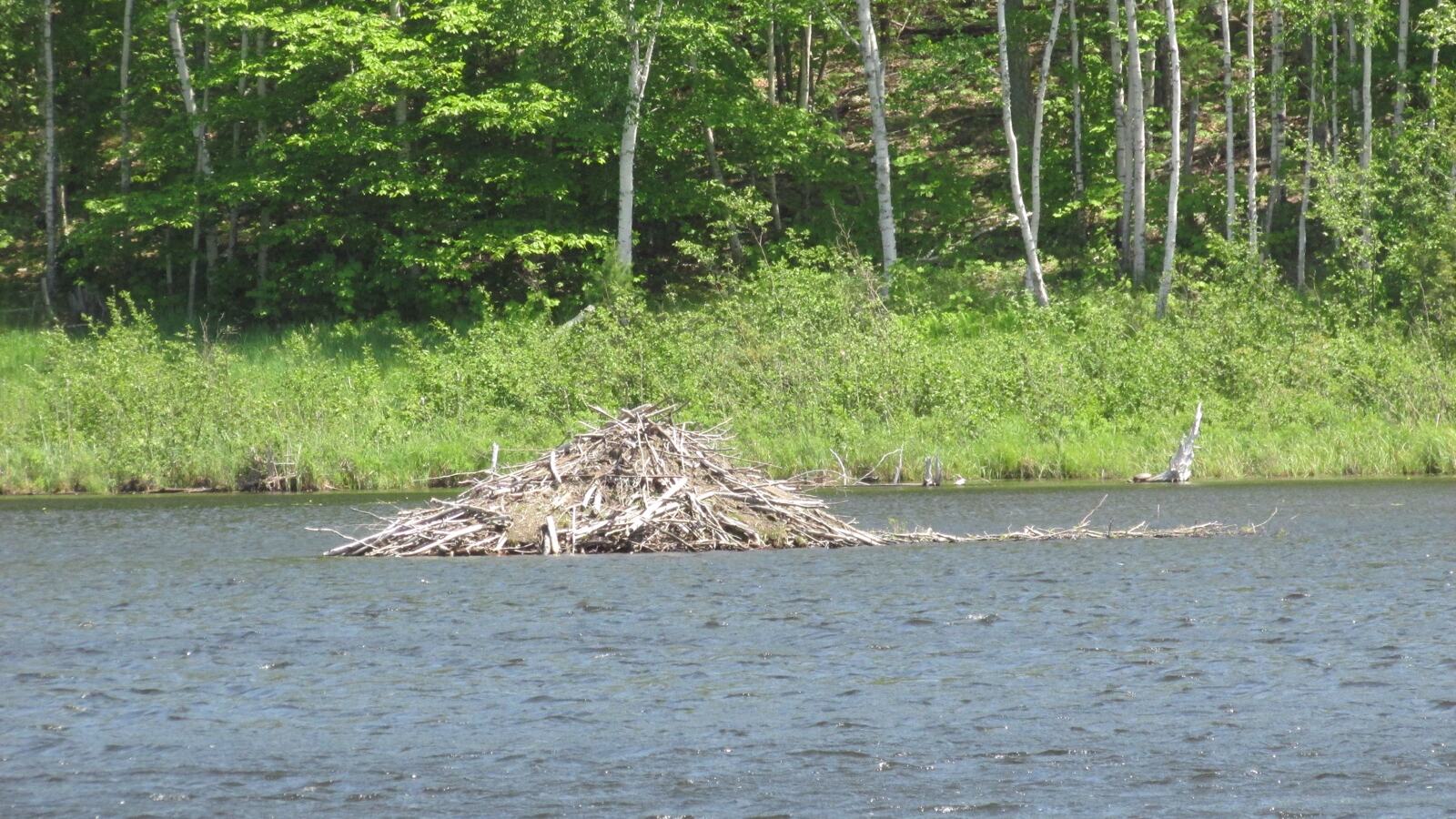 A beaver dam holding back a series of pools with standing deadwood and wet woodland behind