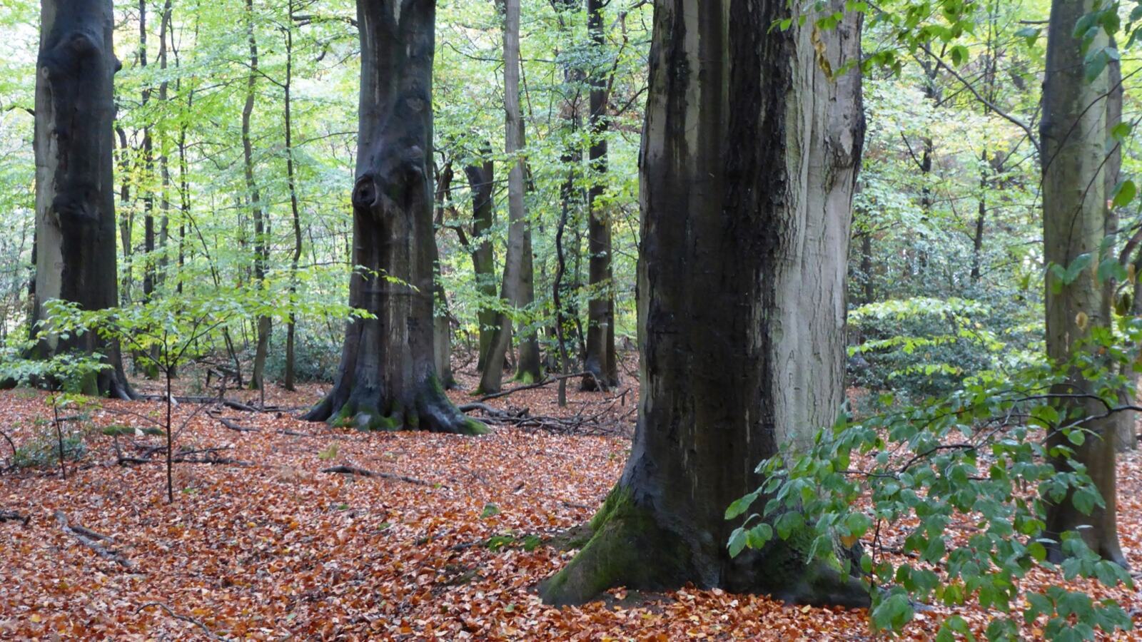 Smooth grey beech trunks in a mature high forest with an open shaded floor