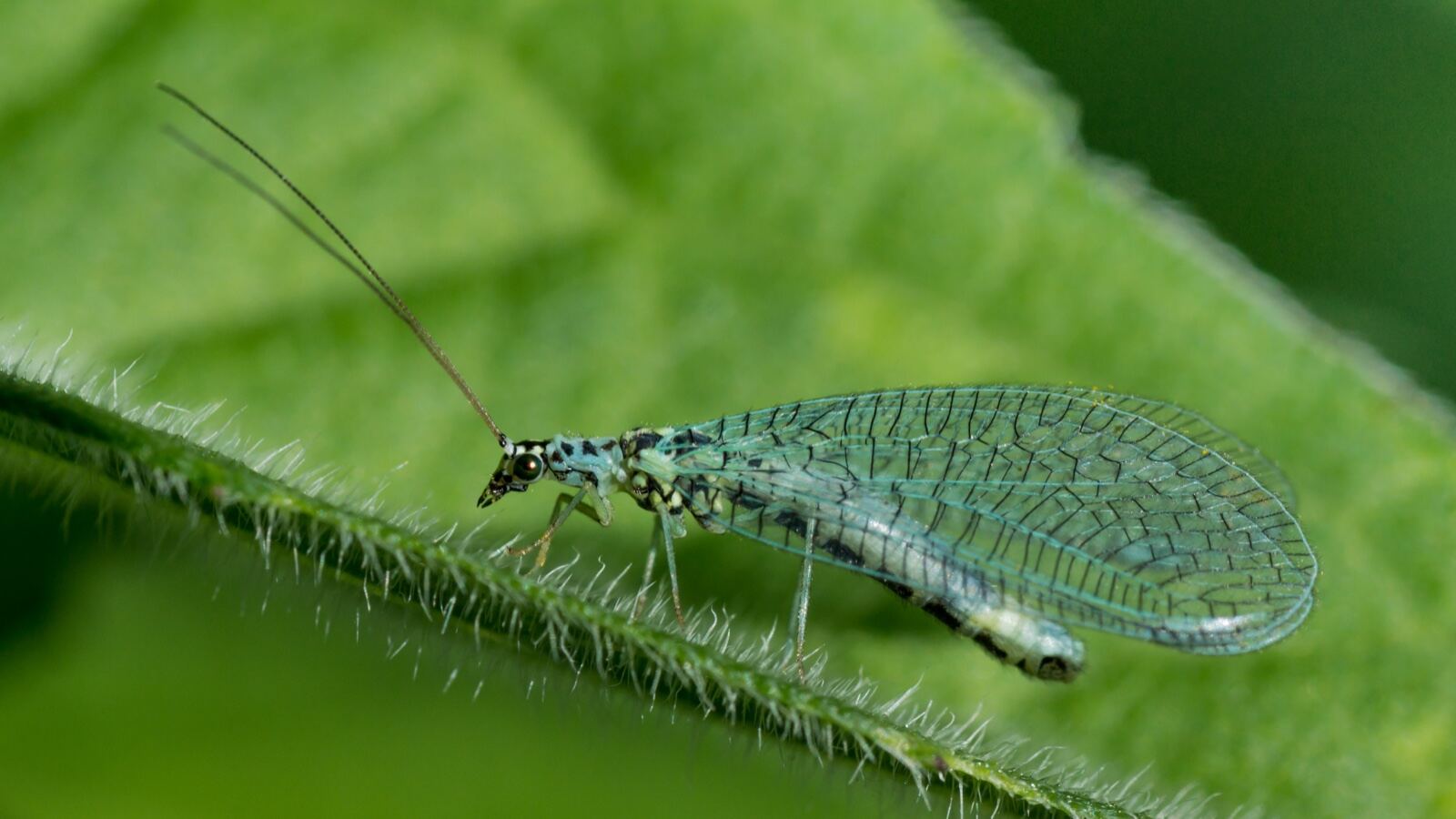 A green lacewing on a leaf with a ground beetle on the soil below