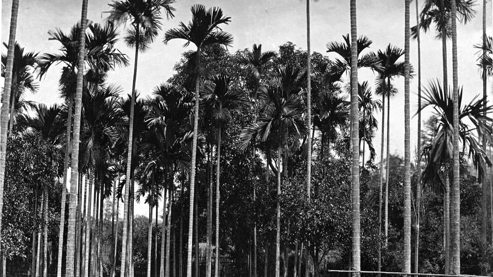 Clusters of orange areca (betel) nuts on a slender areca palm