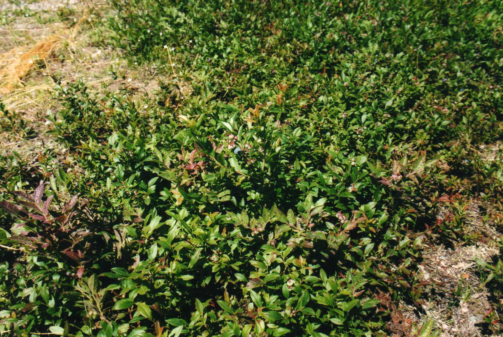 Ripening highbush blueberries in clusters on a pruned shrub with pine needle mulch at the base