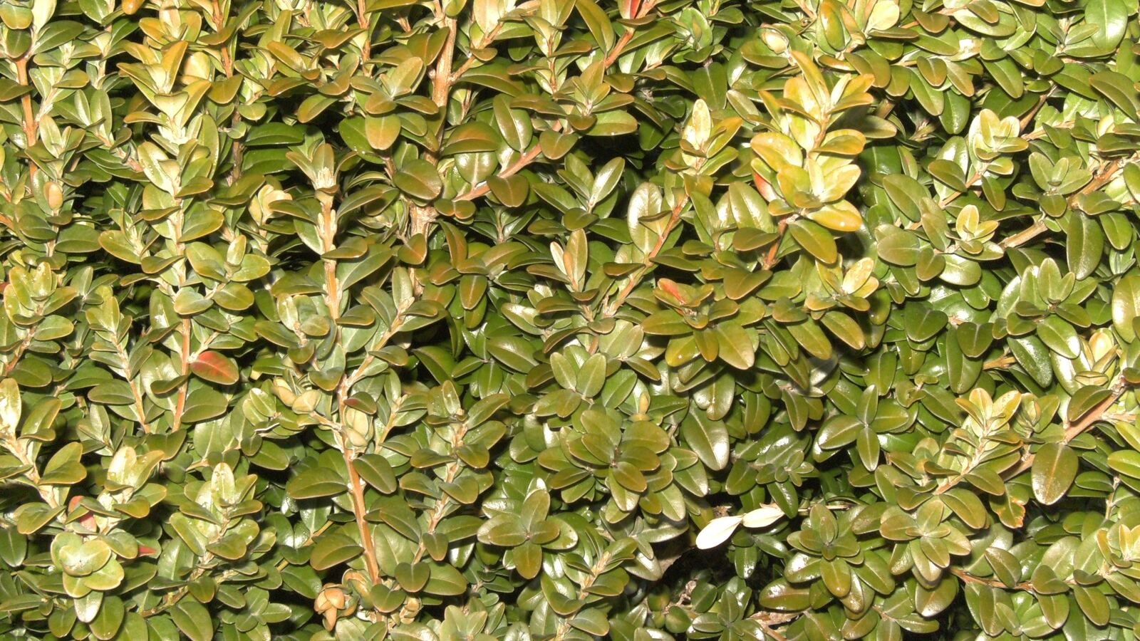 Clipped box hedge forming a low formal parterre edge
