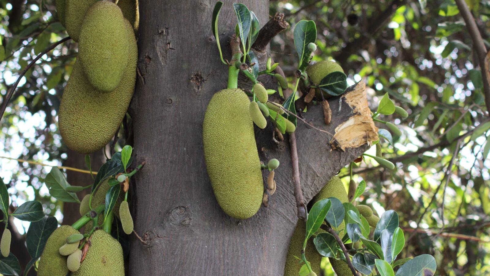 Large green jackfruit hanging directly from a tree trunk
