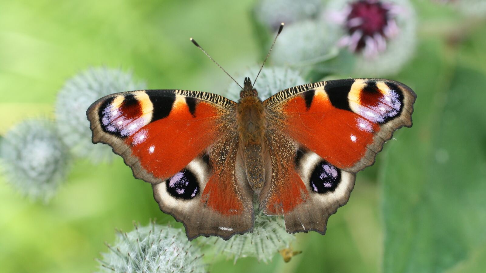 A peacock butterfly feeding on a flower head with a moth resting on foliage nearby
