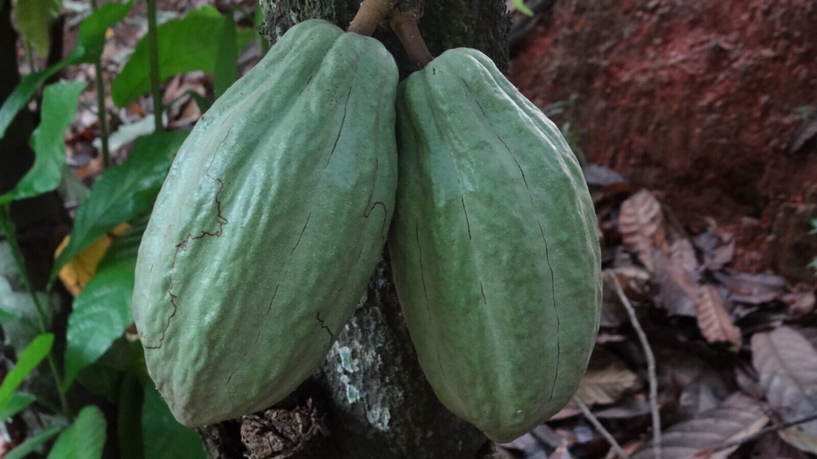 Coffee bushes and young cacao growing beneath a canopy of taller shade trees