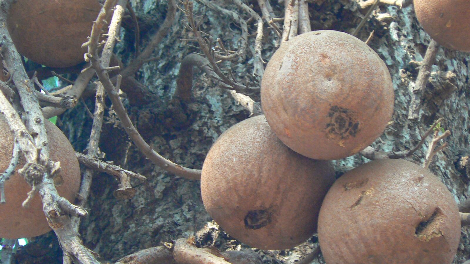A cannonball tree trunk covered in flowers and large round woody fruit
