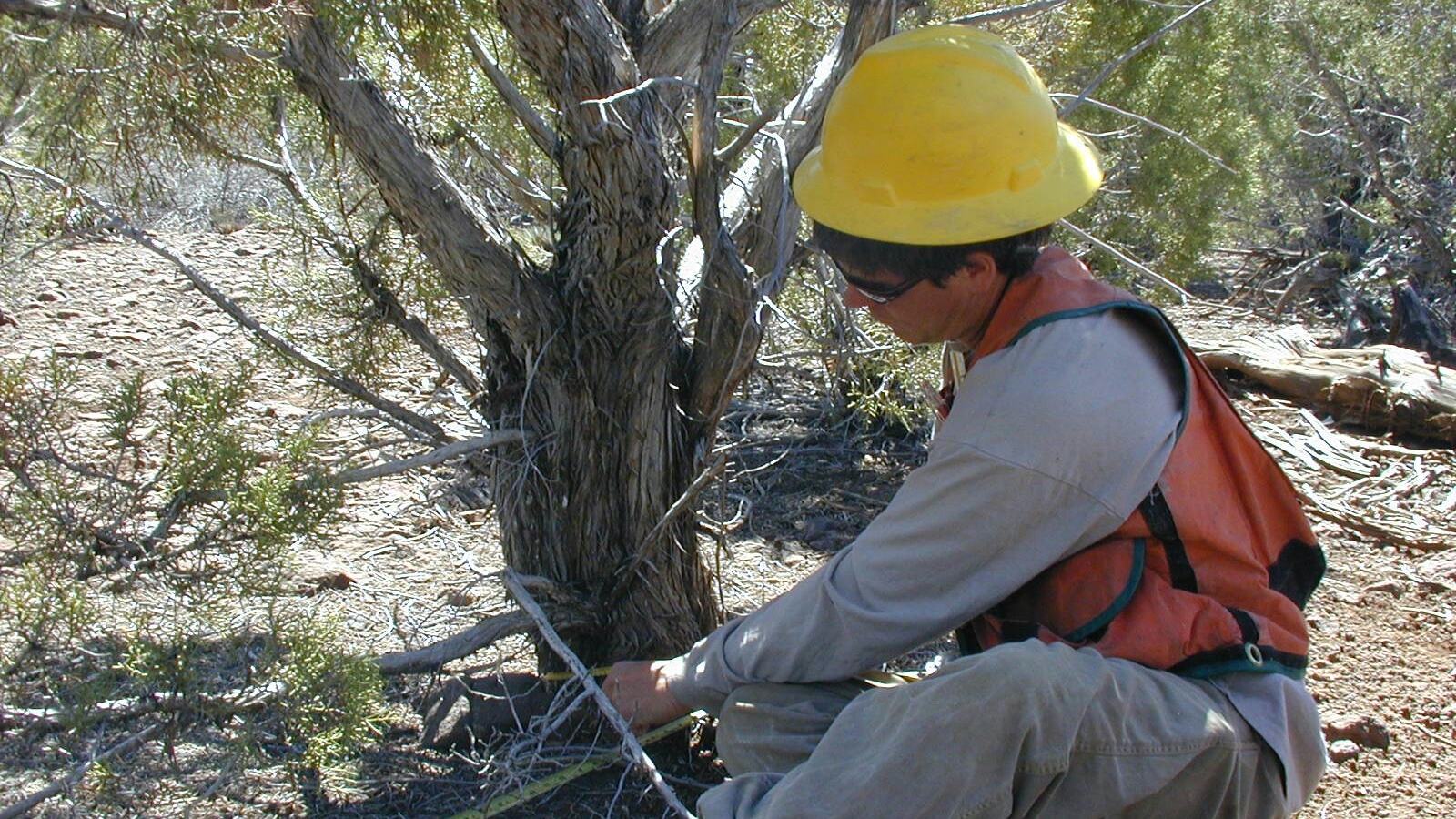 Field measurement of tree diameter with a tape during a forest carbon survey