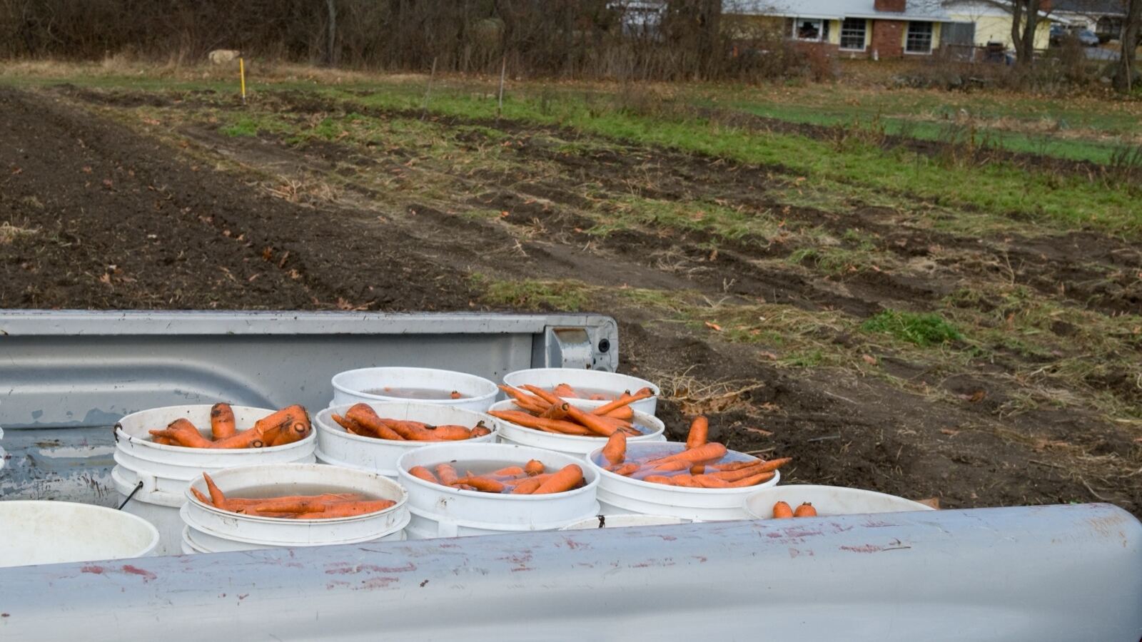 Freshly pulled carrots with their feathery tops laid on the soil