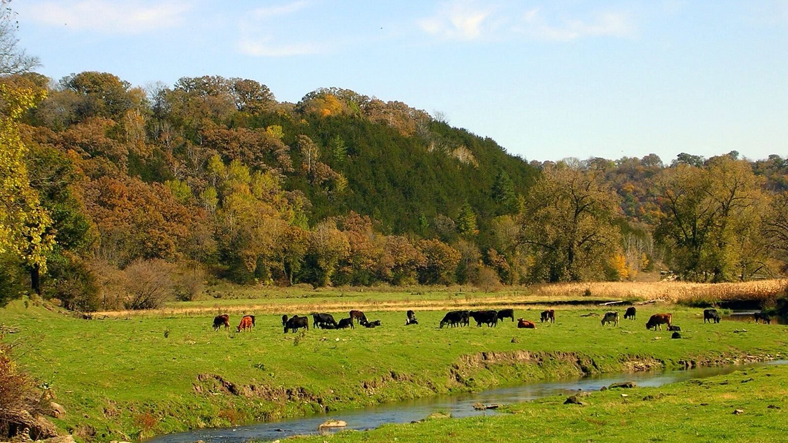 A grazed pasture at the limit of what it can support