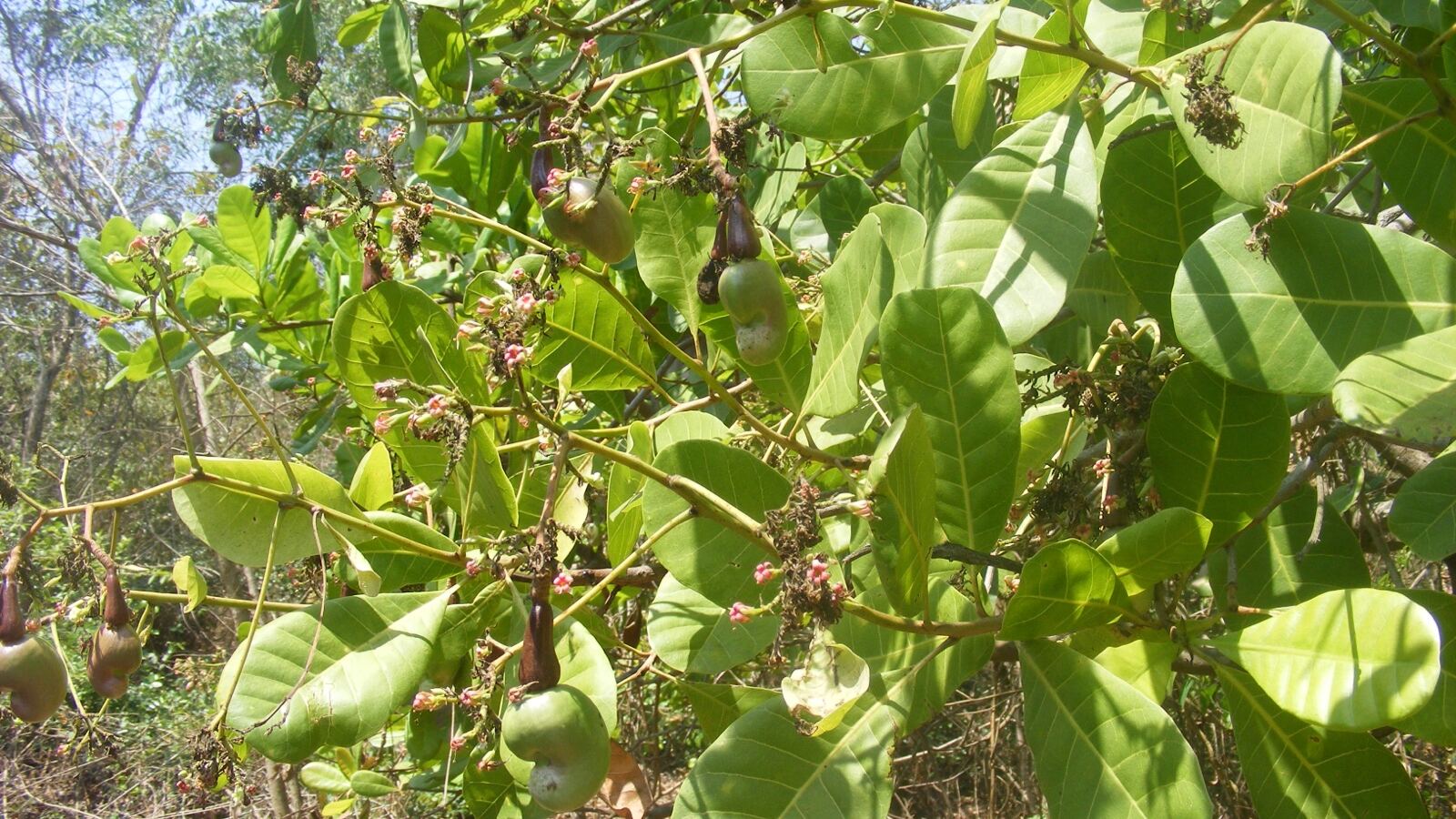 Cashew apple in red and yellow with the grey kidney-shaped nut hanging below it