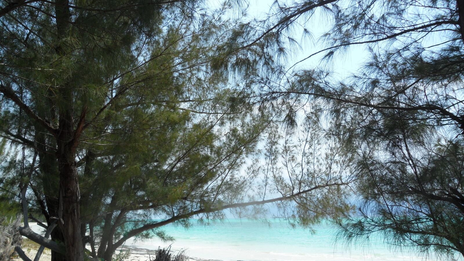 Casuarina trees with drooping needle-like foliage along a sandy shore