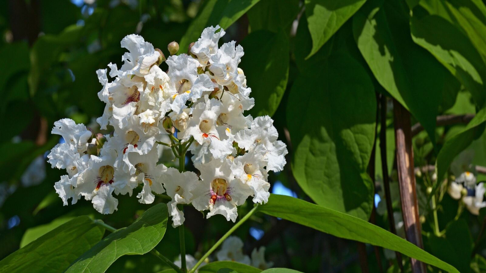 A catalpa in flower with large heart-shaped leaves and upright panicles of white blooms