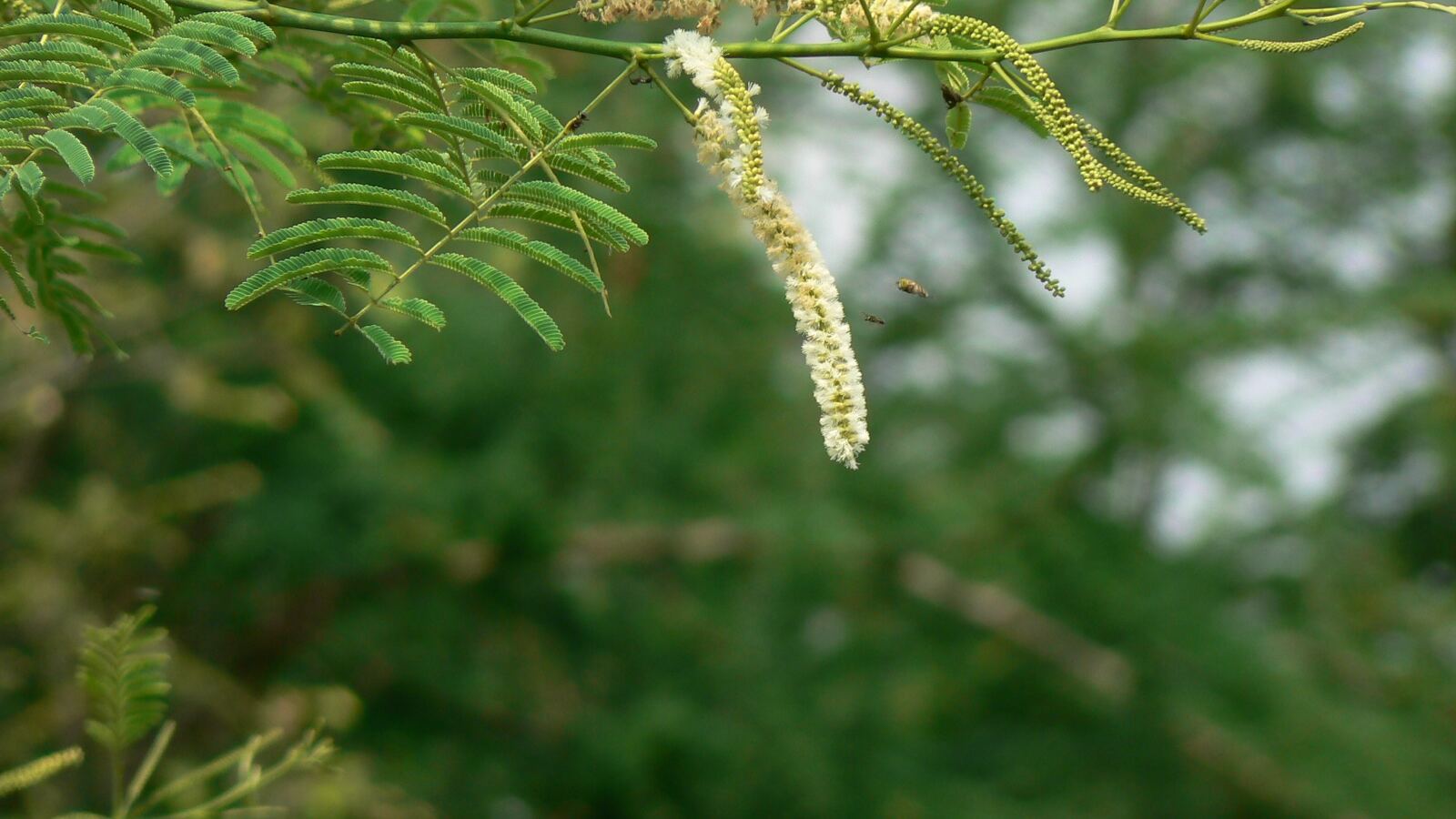 Catechu tree with feathery foliage and pale flower spikes