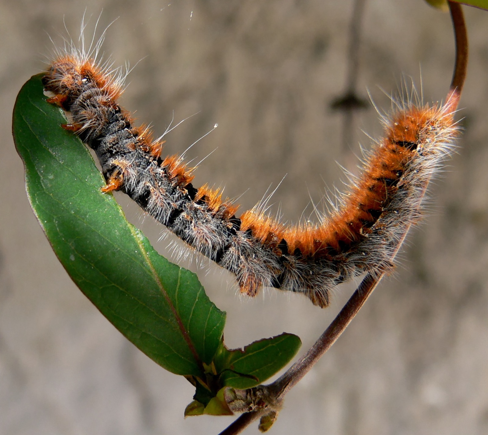 A green cabbage looper caterpillar arching across a chewed brassica leaf in morning light