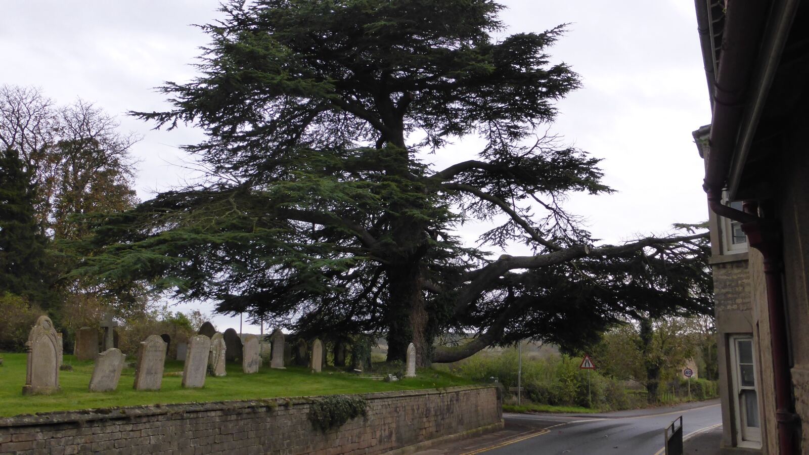 A mature cedar of Lebanon with level plated branches and a broad flat top