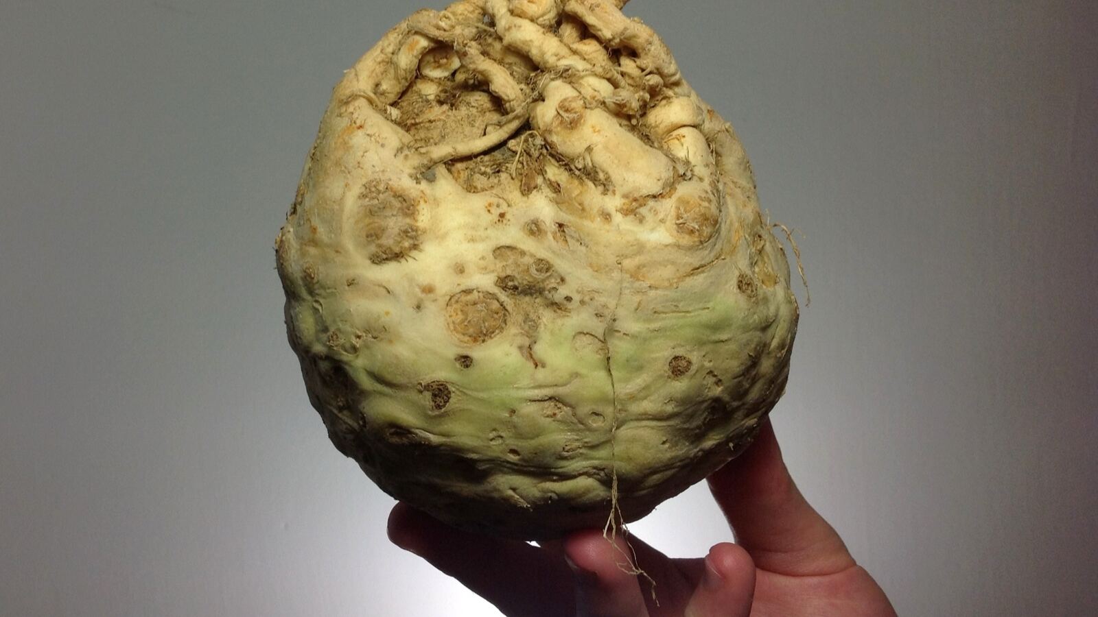 Celeriac roots and celery stems freshly harvested with their leaves
