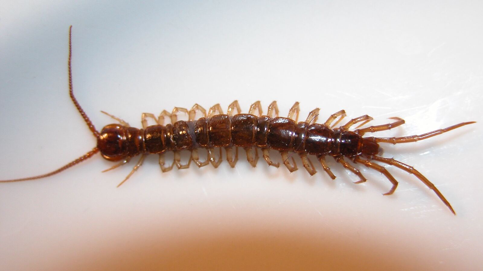 A reddish centipede and a coiled millipede on leaf litter