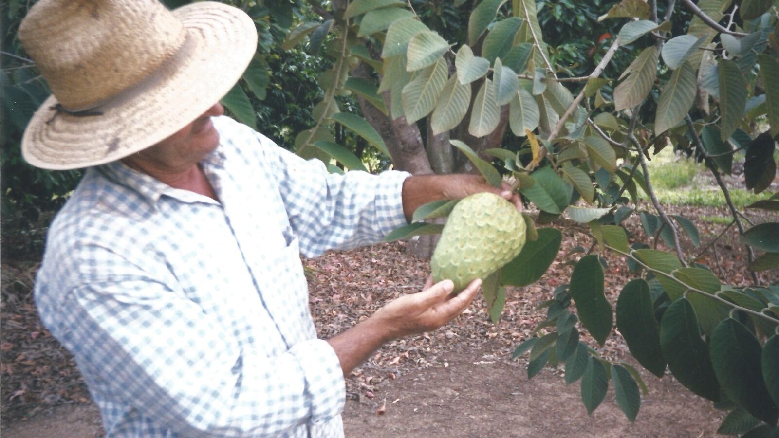 A green heart-shaped cherimoya fruit cut to show creamy white flesh and black seeds