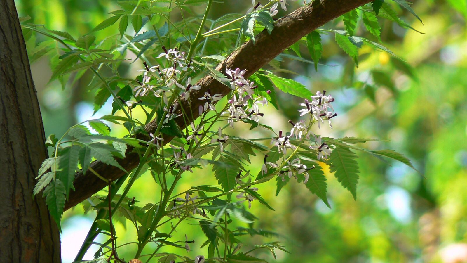 Chinaberry with clusters of lilac flowers and pale yellow berries