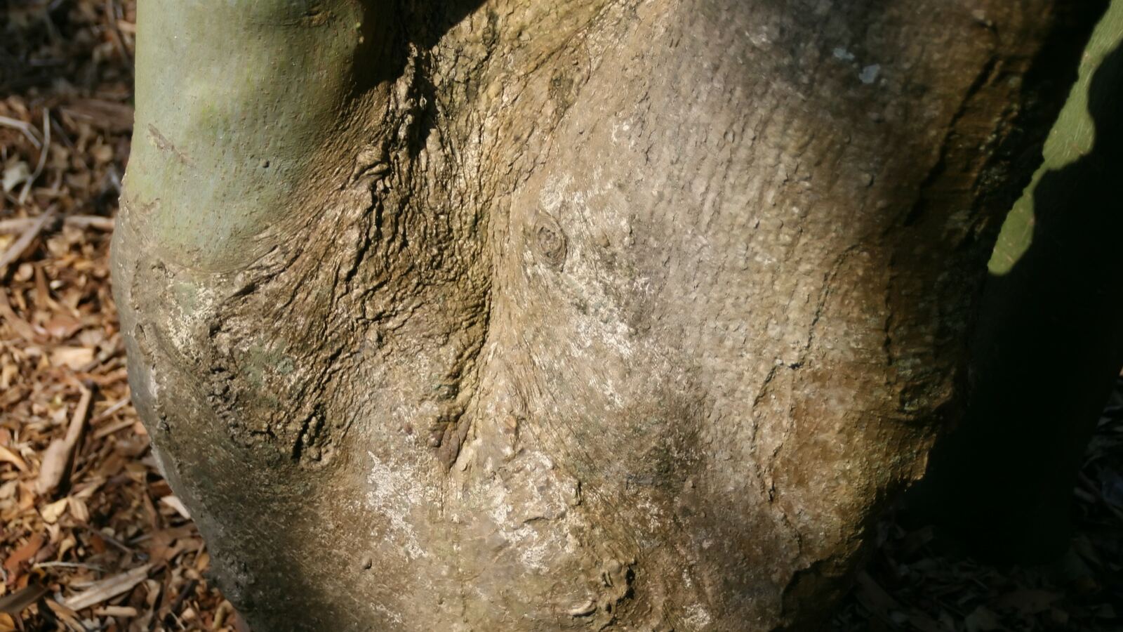 The smooth green trunk of a Chinese parasol tree beneath large lobed leaves
