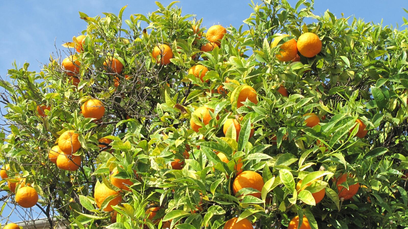Ripe oranges and lemons on evergreen citrus trees in a sunlit grove