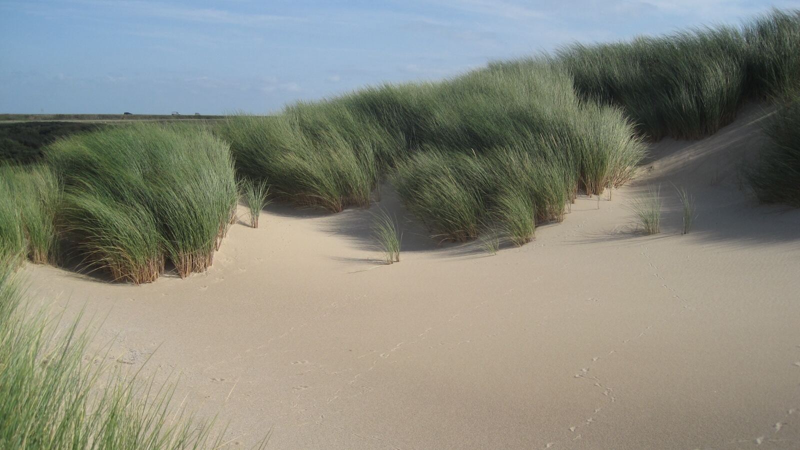 Marram grass growing on a windblown foredune above a sandy beach