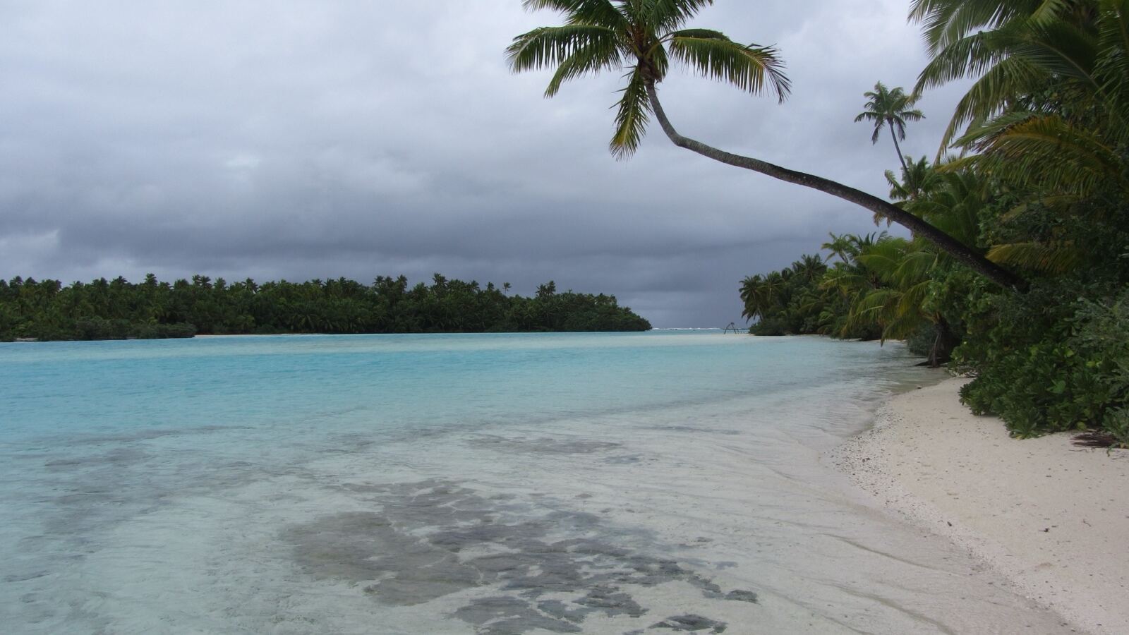 Coconut palms leaning over a tropical beach with green fruit in the crowns