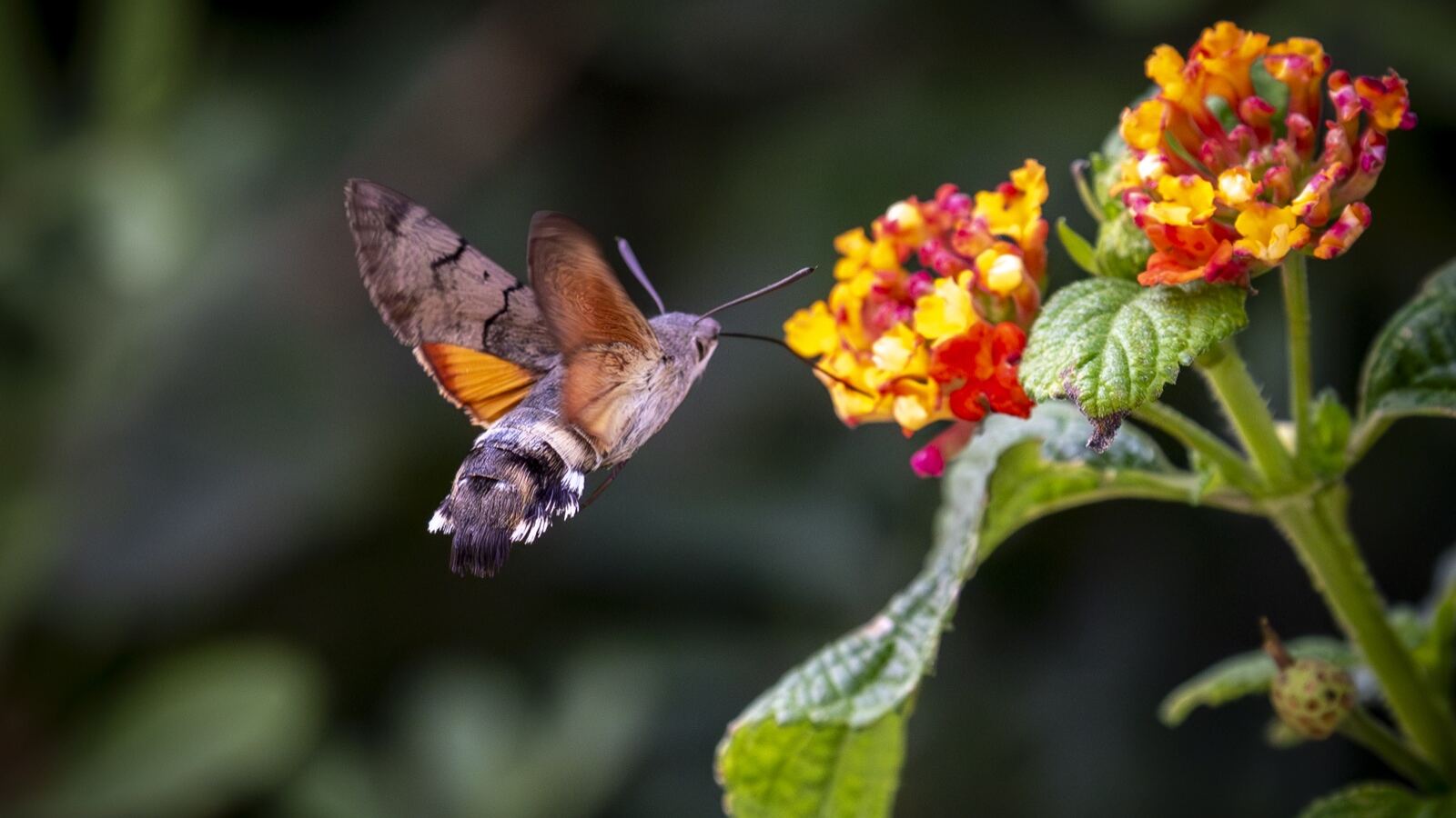A long-tongued hawk moth reaching into a matching deep-throated flower