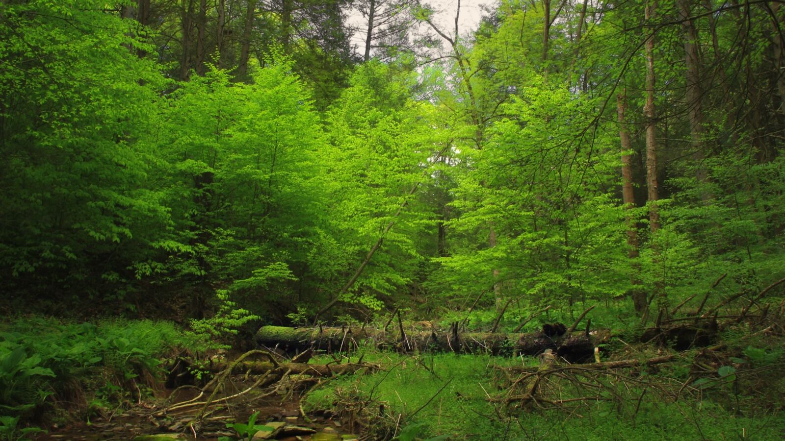 Seedlings crowding for light on a woodland floor